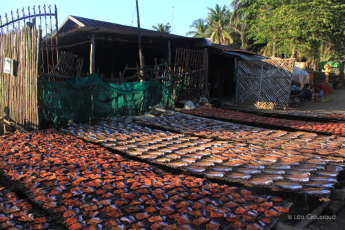 Marché aux poissons 